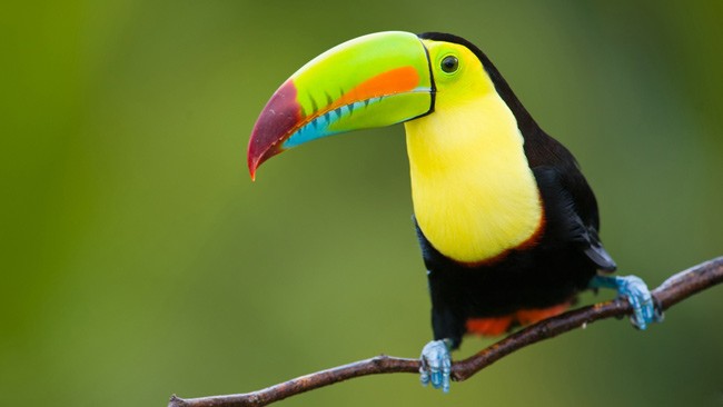 Costa_Rica_toucan